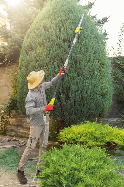 How Our Tree Care Process Works  in Borden, IN